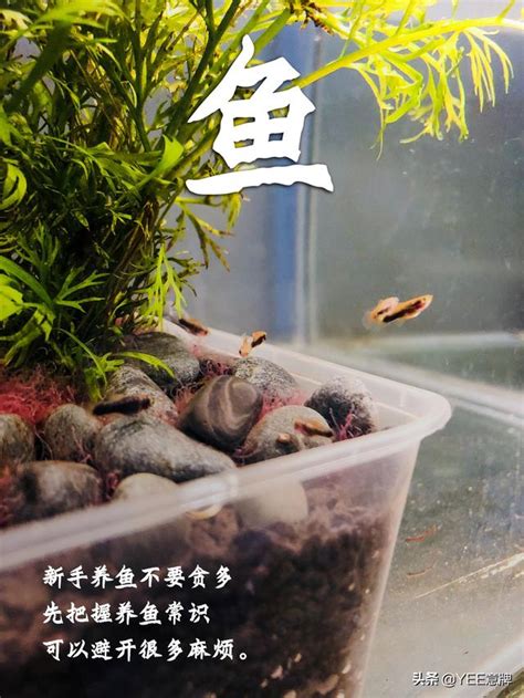 小魚缸可以養幾隻魚|魚缸養多少魚合適，這個公式告訴你，再也不用請教別。